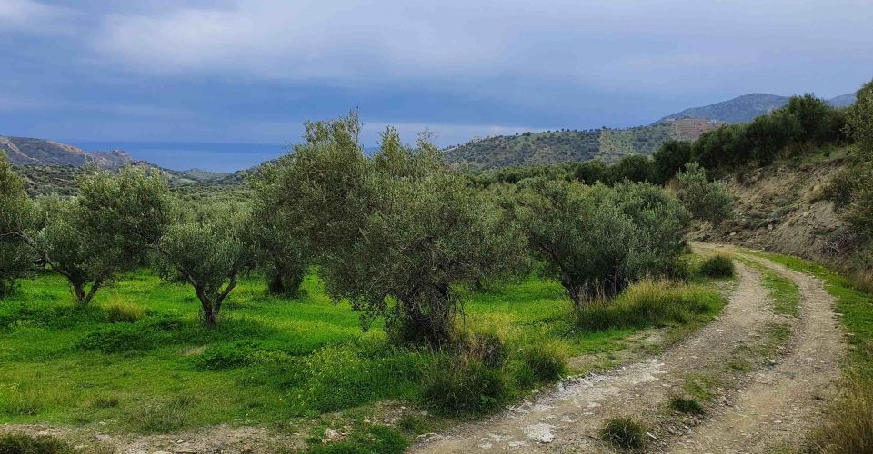 AGRICULTURAL LAND PLOT OF 60 ACRES FOR SALE IN AGIA GALINI