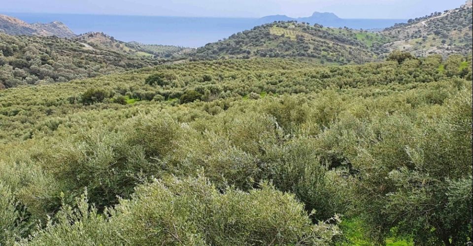 AGRICULTURAL LAND PLOT OF 130.000 m² FOR SALE IN AGIA GALINI