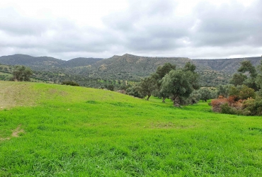 LAND PLOT 18.000 m²  FOR SALE IN PITSIDIA