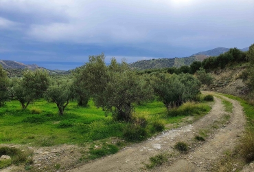 AGRICULTURAL LAND PLOT OF 60 ACRES FOR SALE IN AGIA GALINI