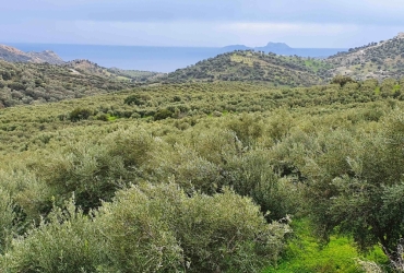 AGRICULTURAL LAND PLOT OF 130.000 m² FOR SALE IN AGIA GALINI