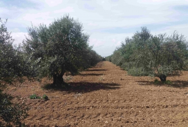 AGRICULTURAL LAND PLOT 15.000 m² FOR SALE IN PERI