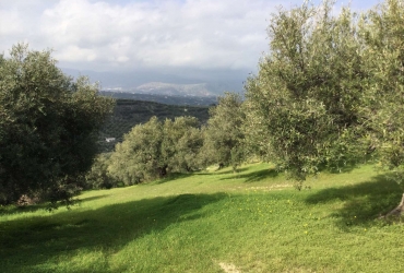 LAND PLOT 4.040 m² FOR SALE IN ATHANATOUS