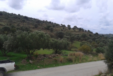 LAND PLOT OF 30 ACRES FOR SALE IN KOUSES